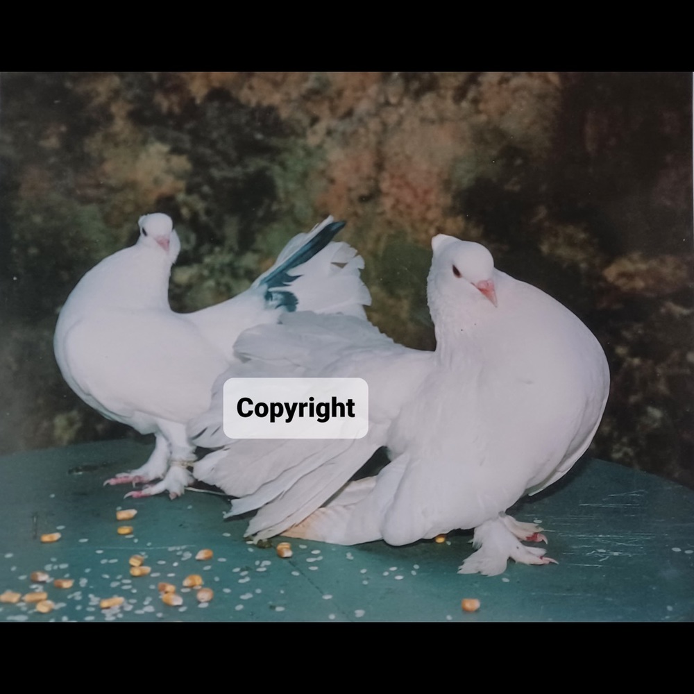 Bird Photo Sale